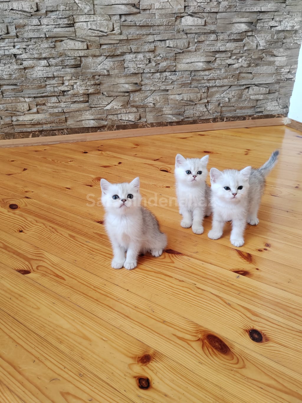 Silver şinşilla